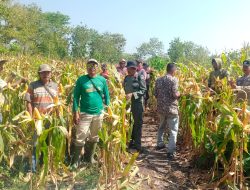 Panen Raya Jagung Agroforestry Perhutani dan Masyarakat Kaligede Bukti Sinergi Wujudkan Hutan Produktif