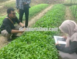 Tingkatkan Produksi, Pemkab Bojonegoro Salurkan Bantuan Benih Tembakau Unggul Bagi Petani