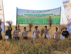 Bupati Blora Panen Padi Organik Hasil Pendampingan PCNU dan LPPNU di Desa Wado Kedungtuban