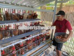 Pemkab Bojonegoro Menyiapkan Beberapa Skema untuk Membantu Peternak Ayam GAYATRI