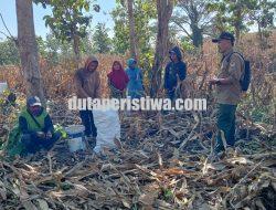 Perhutani KPH Jatirogo Perkuat Sinergi dengan Petani Hutan, Sharing Agroforestri Dongkrak Ekonomi Warga