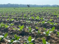 Petani Tembakau di Bojonegoro Telah Terima Bantuan Pupuk NPK, Bisa Tekan Biaya Produksi