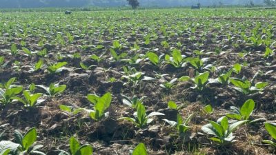 Petani Tembakau di Bojonegoro Telah Terima Bantuan Pupuk NPK, Bisa Tekan Biaya Produksi