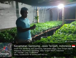 Dari Desa untuk Negeri, Pemuda Desa Sambong Bangun Usaha Pembibitan dan Pupuk Fermentasi