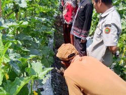 Meski Lahan Sempit, Mbah Dul Petani Bojonegoro Ini Sukses Hasilkan Beragam Komoditas Pertanian