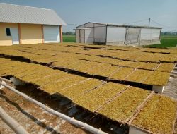 Perkuat dan Jaga Stabilitas Ekonomi Petani, Gudang Cahyo Tobacco Setor 1,55 Ton Tembakau ke PT AOI