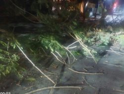 Satpol PP Cepu Respon Cepat Aduan Warga Adanya Pohon Flamboyan Besar Rubuh di Tuk Buntung